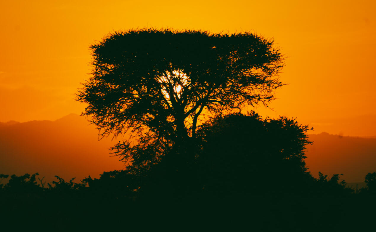 Sunset Tree